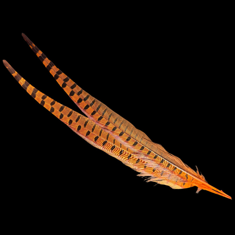 Pheasant tail feathers in orange with black checkered dot bands and tips
