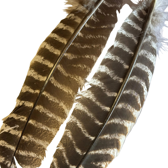 Two long turkey quill feathers