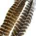 Two long turkey quill feathers