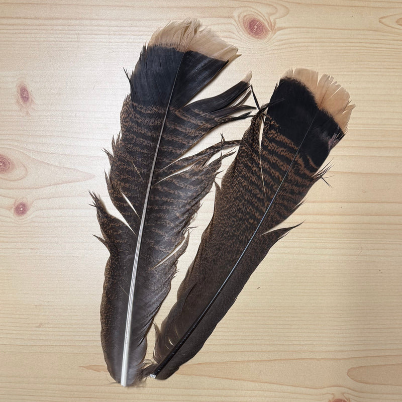 Turkey feathers bundle, dark and tan striped plumes with pointed tips