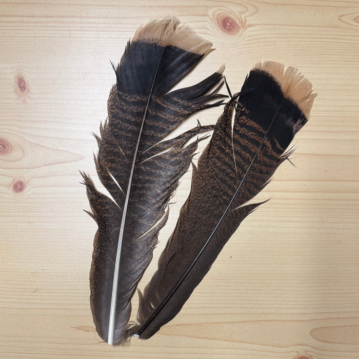 Two long brown turkey feathers