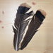 Two long brown turkey feathers