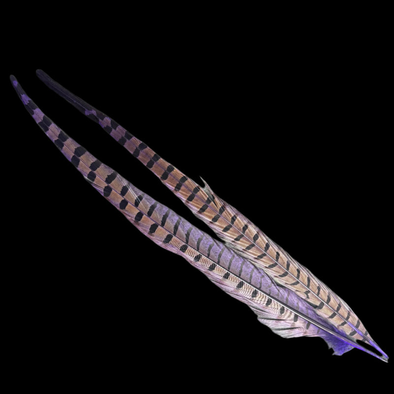 Pheasant tail feathers in purple with checkered bands and slender tips