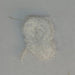 Close up of white estaz