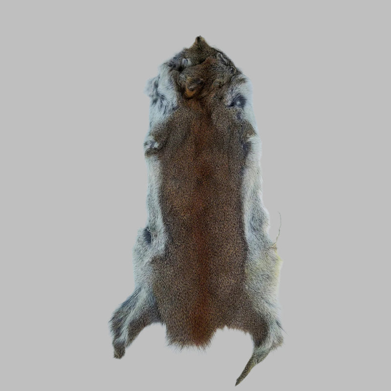 Wapsi pine squirrel skin, whole hide with blue-gray fur edges