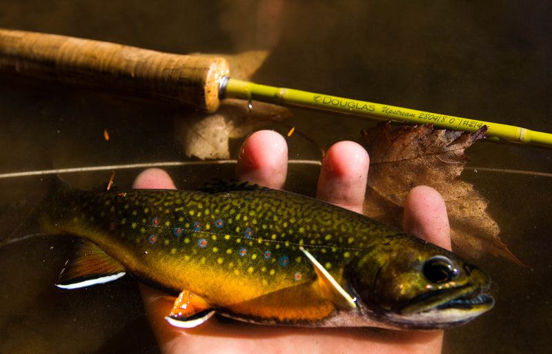 Fly fishing rod held with a fish and line during landing
