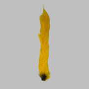 Feather tail fibers, yellow with black tip