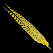 Pheasant tail feathers in yellow with greenish tint and black checkered dots