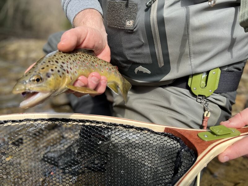 A close-up lifestyle shot of a fly fisherman holding a freshly caught brown trout and holding a landing net.