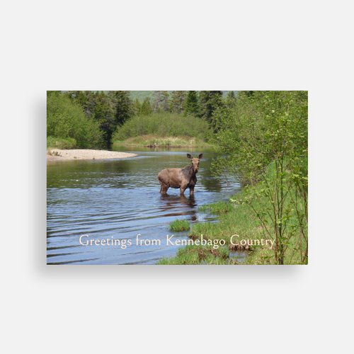 Scenic postcard showing a moose in a river beside green trees