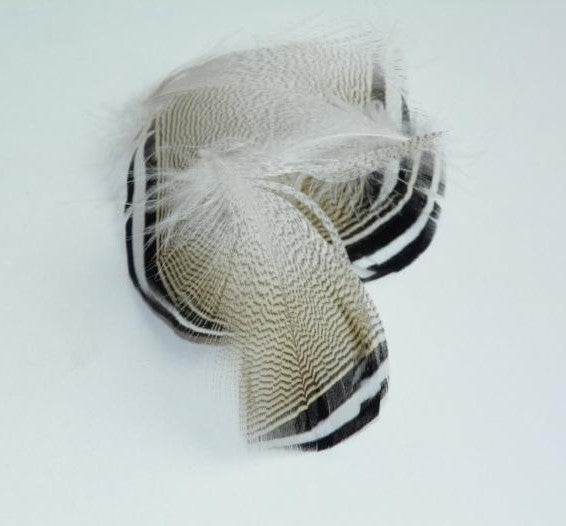 black and white tipped woood duck feathers used for fly tying