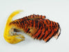 orange and black golden pheasant feathers with the bright gold crest feathers