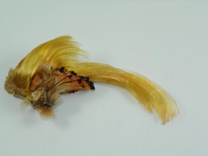 Wapsi golden pheasant crest feather with yellow plume and speckled brown-black base