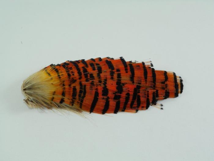 Wapsi Golden Pheasant tippet section, orange and black barred feather with light tip