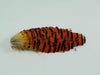 tippet section of Golden Pheasant feathers orange with black flat tip end used for tying fly fishing flies