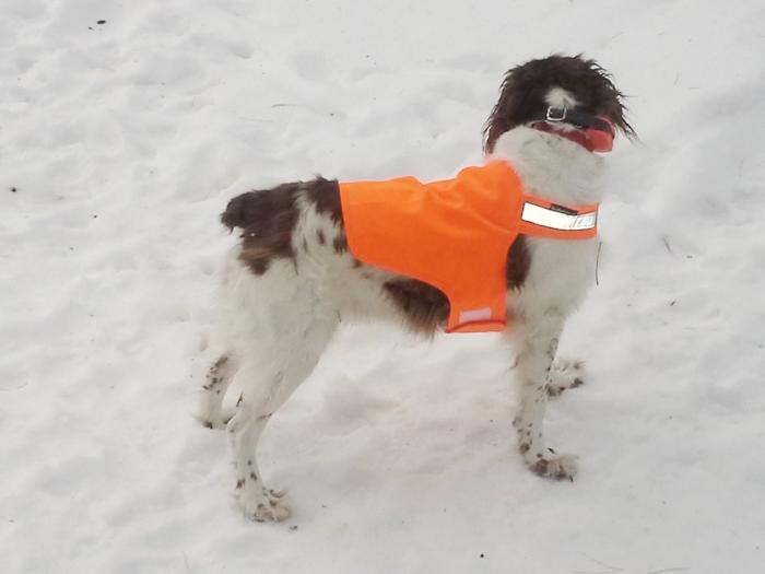 liver and white Brittany dog wearing florescent orange safety vest with reflective color from Dog Not Gone a Maine company