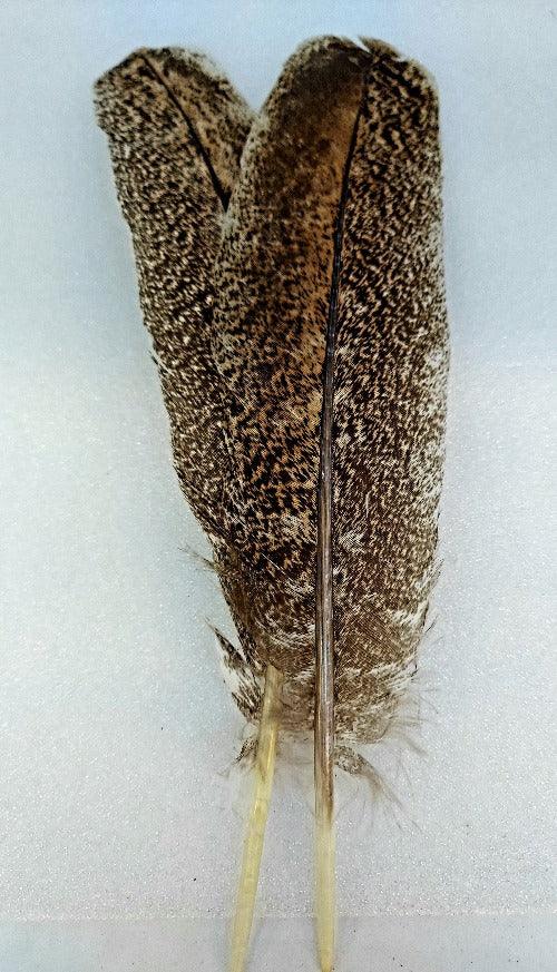 Mottled turkey wing quill in dark gold-brown with a slender quill stem