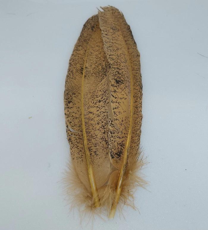 Mottled turkey wing quill with golden-brown feathered tips and central shafts