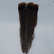 Turkey feathers, dark brown and black, upright quill tips