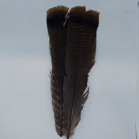 a pair of cinnamon tip turkey tail feathers used for tying flies