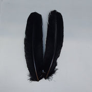 Turkey feathers, two black feather plumes with slender quills