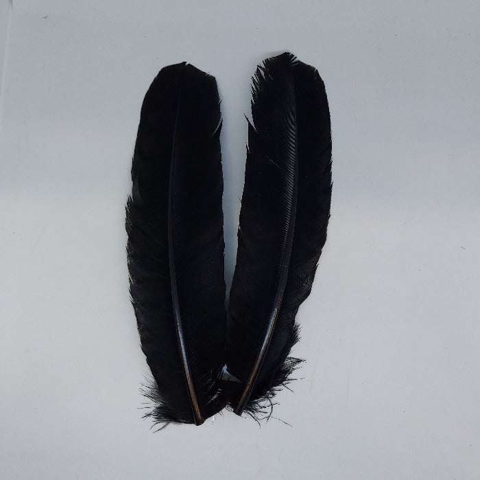Turkey feathers, two black feather plumes with slender quills