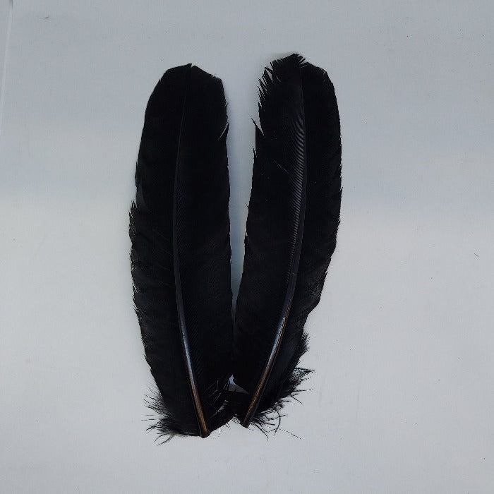 a pair of dark black Turkey tail feathers used for tying fishing flies