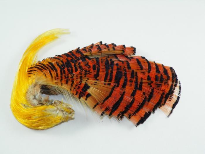 orange and black golden pheasant feathers with the bright gold crest feathers used for fly tying