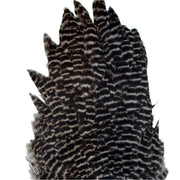Ewing hen saddle dark striped feathers cluster