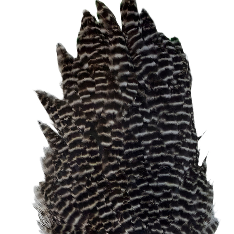 Ewing hen saddle dark striped feathers cluster