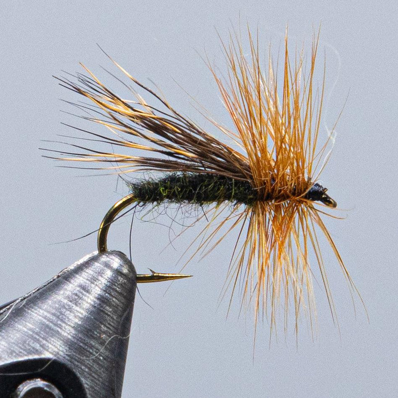 alder fly at a maine fly shop