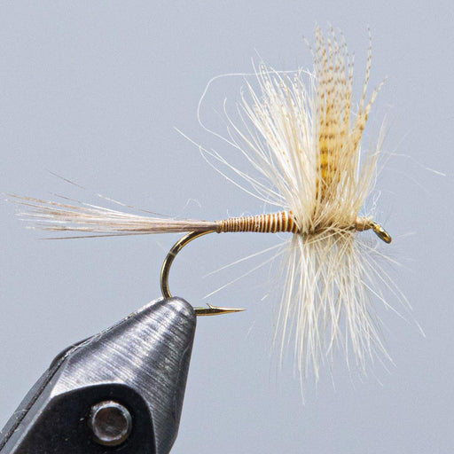 quill gordon from Rangeley Maine fly fishing shop