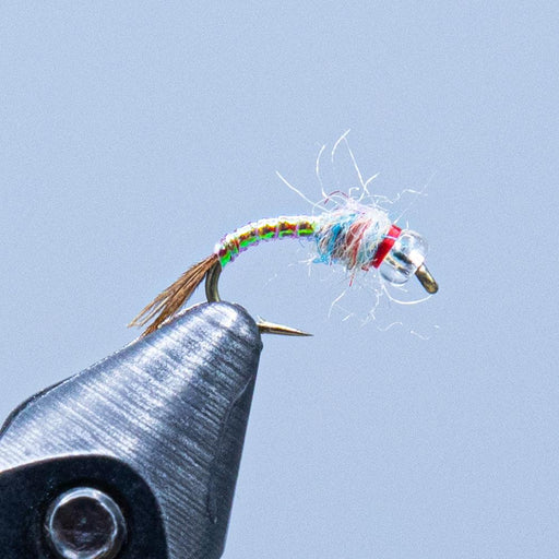 rainbow warrior at a maine fly shop