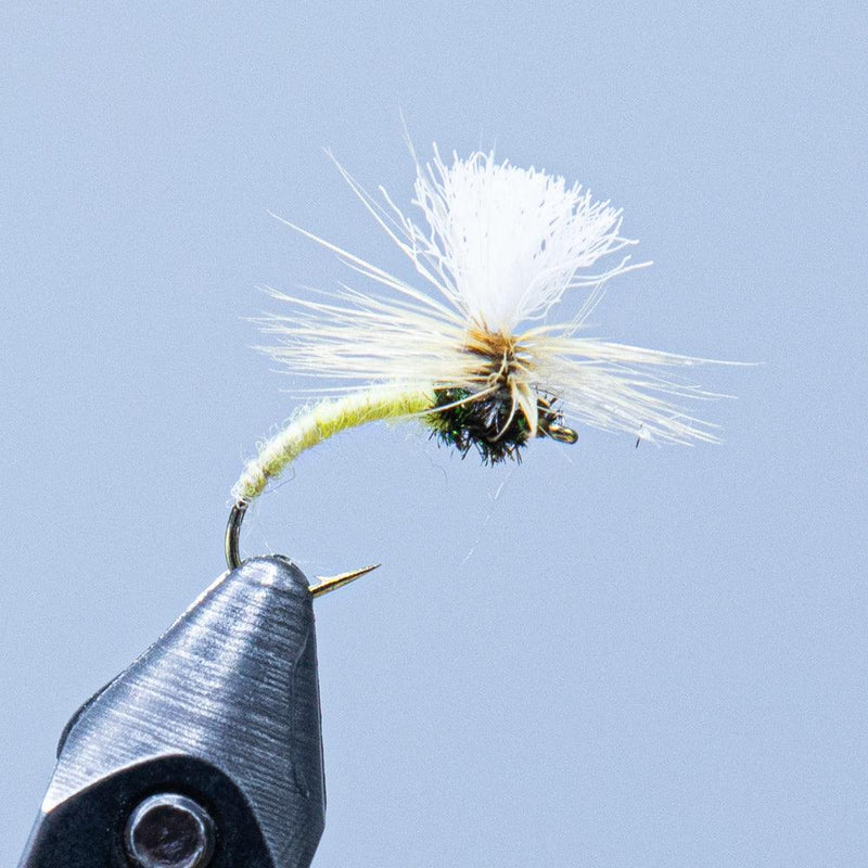 Klinkhamer fly with pale yellow-green body and white feather hackle on hook