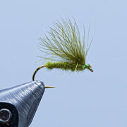 CDC caddis fly with olive green feather tail and shiny dark hook