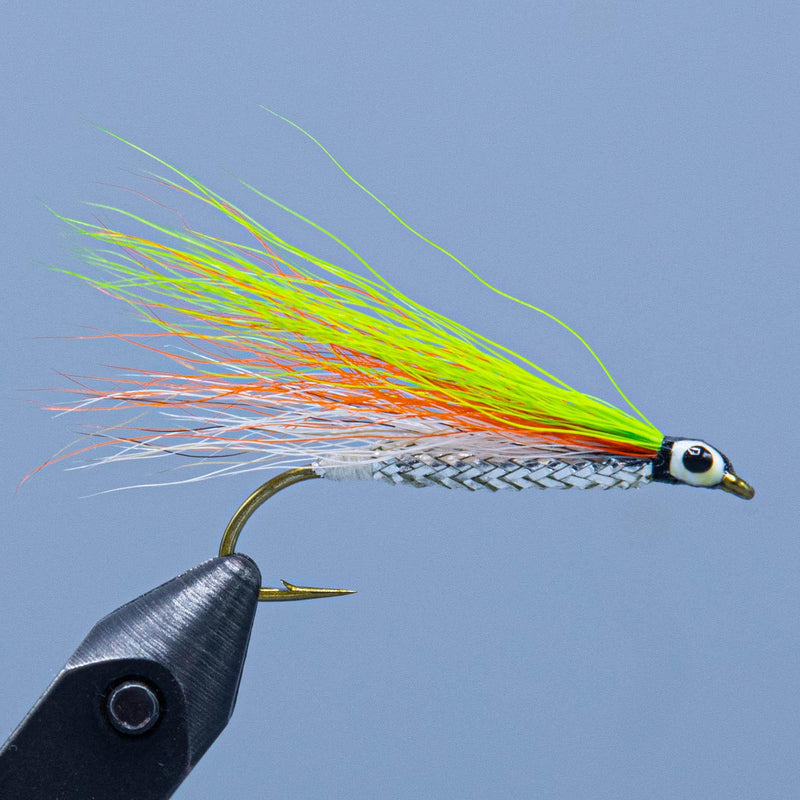 tri color at a maine fly shop