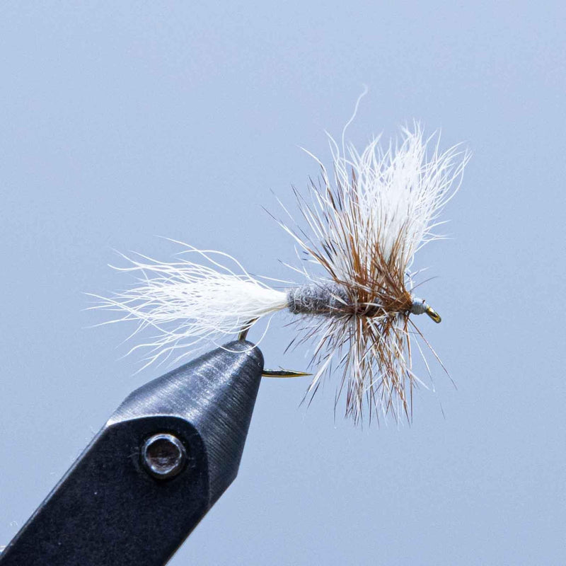 Adams Wulff fly with dark body and white feather wing, tied with brown hackle