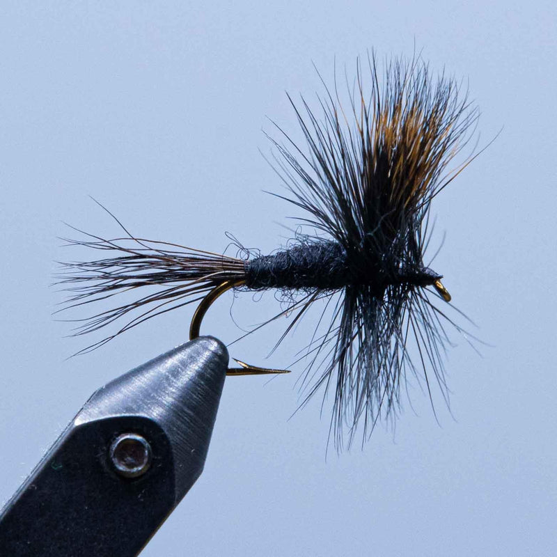 Black gnat fishing fly with dark body, blue-black dubbing, and barbed hook