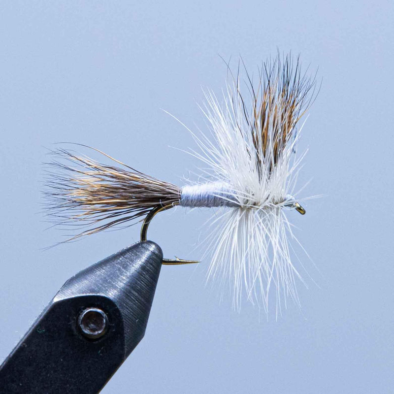 Wulff-style dry fly with white hackle and dark body, long feather tail