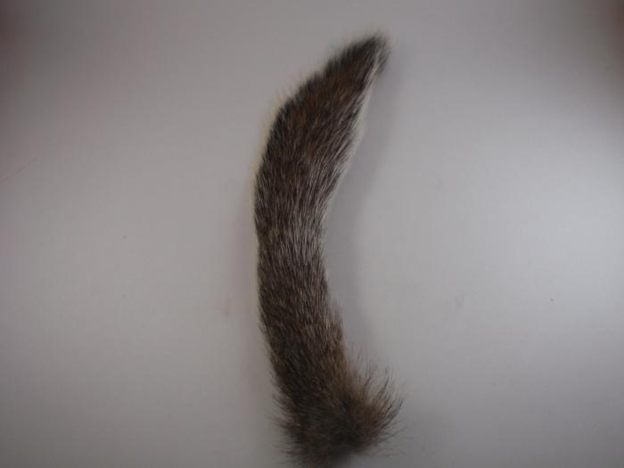 squirrel tail from Rangeley Maine fly fishing shop