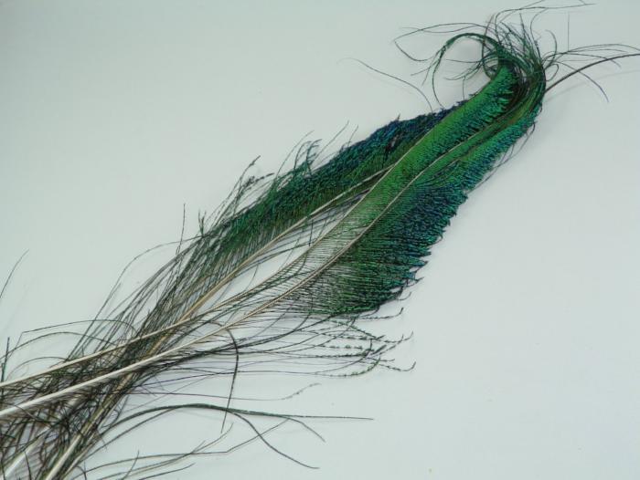 Peacock sword feather: green and dark blue long quill with barbs