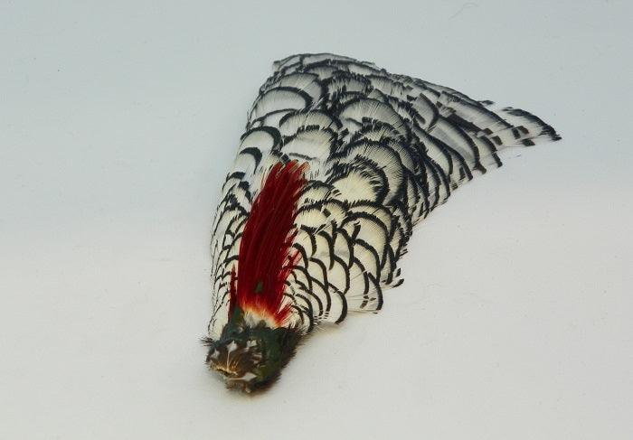 Decorative bird feather with black-and-white pattern and red patch on stem