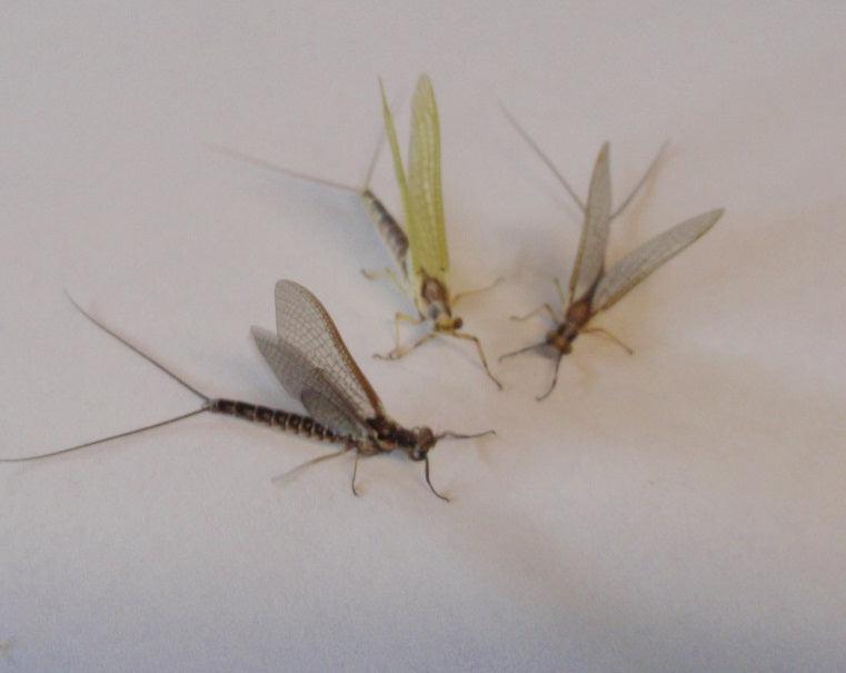 Mayfly and Stonefly flies with wings and long bodies on white surface