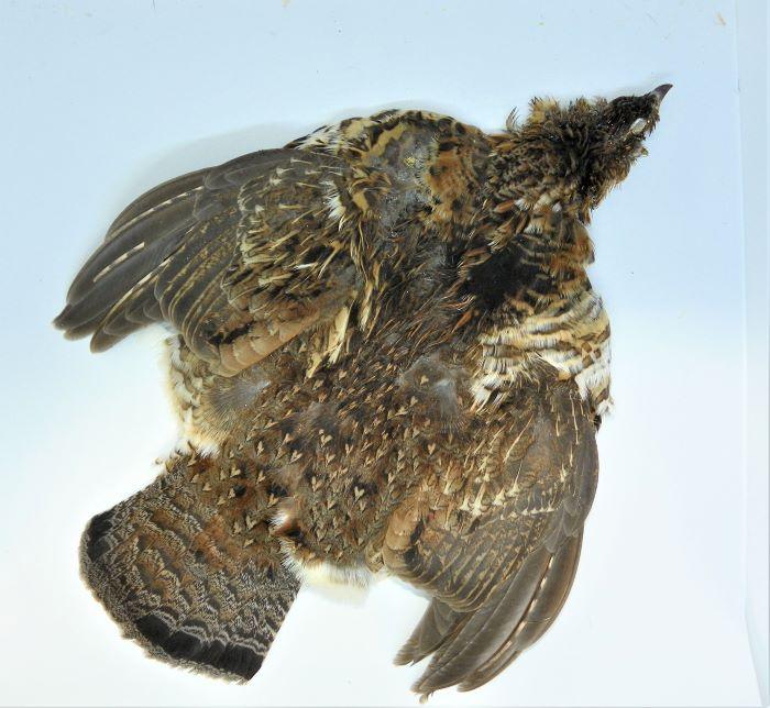 Ruffed grouse whole skin with ruffled head feathers and spread wings