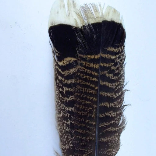 pair of mottled turkey feathers used in tying wing cases on nymph flies from a Maine Fly Shop