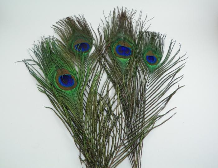 Peacock eye feather bundle with blue and green iridescent eye spots