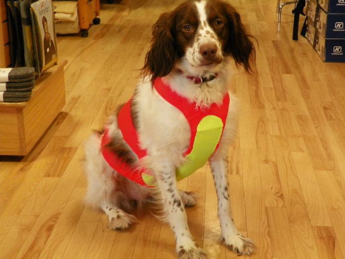 Red and green Scott Field vest with yellow panel, worn by a dog.