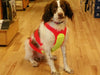 scott field vest modeled by the dog Belle from Rangeley Maine fly fishing shop