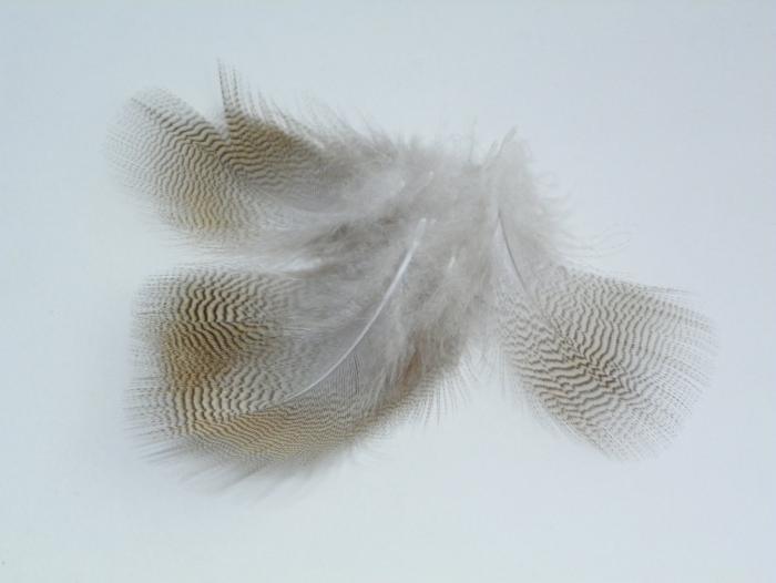 Wapsi wood duck feather with lemon-barred pattern, cream and white