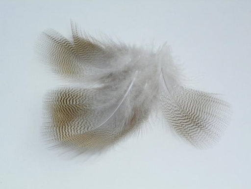 FEATHER SILVER PHEASANT - Natural  TOMMI-FLY.cz - binding materials for fly  fishing